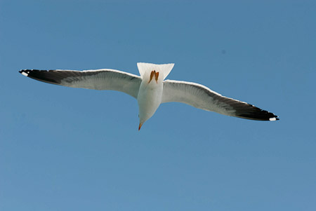 Online fotogalerie