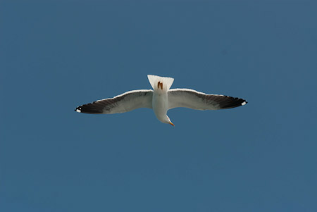 Online fotogalerie