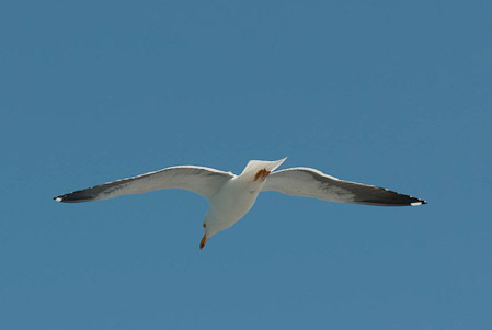 Online fotogalerie