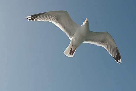 Online fotogalerie