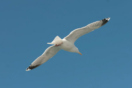 Online fotogalerie