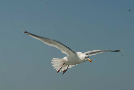 Online fotogalerie