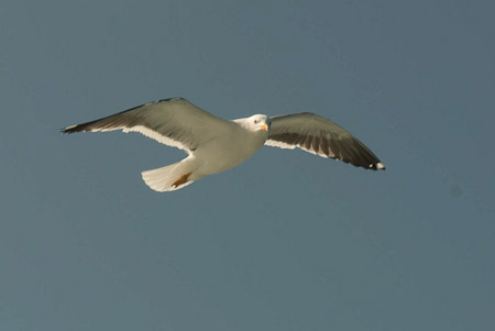 Online fotogalerie