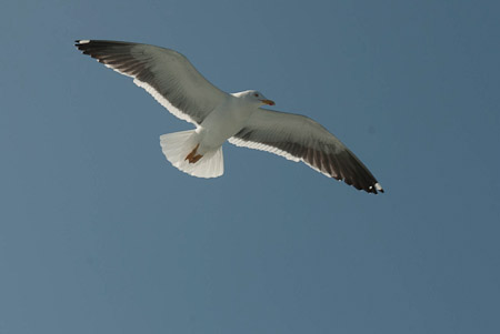 Online fotogalerie