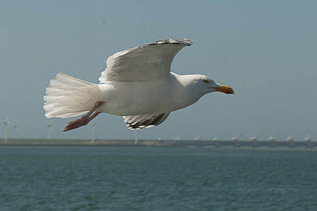 Online fotogalerie