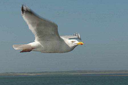Online fotogalerie
